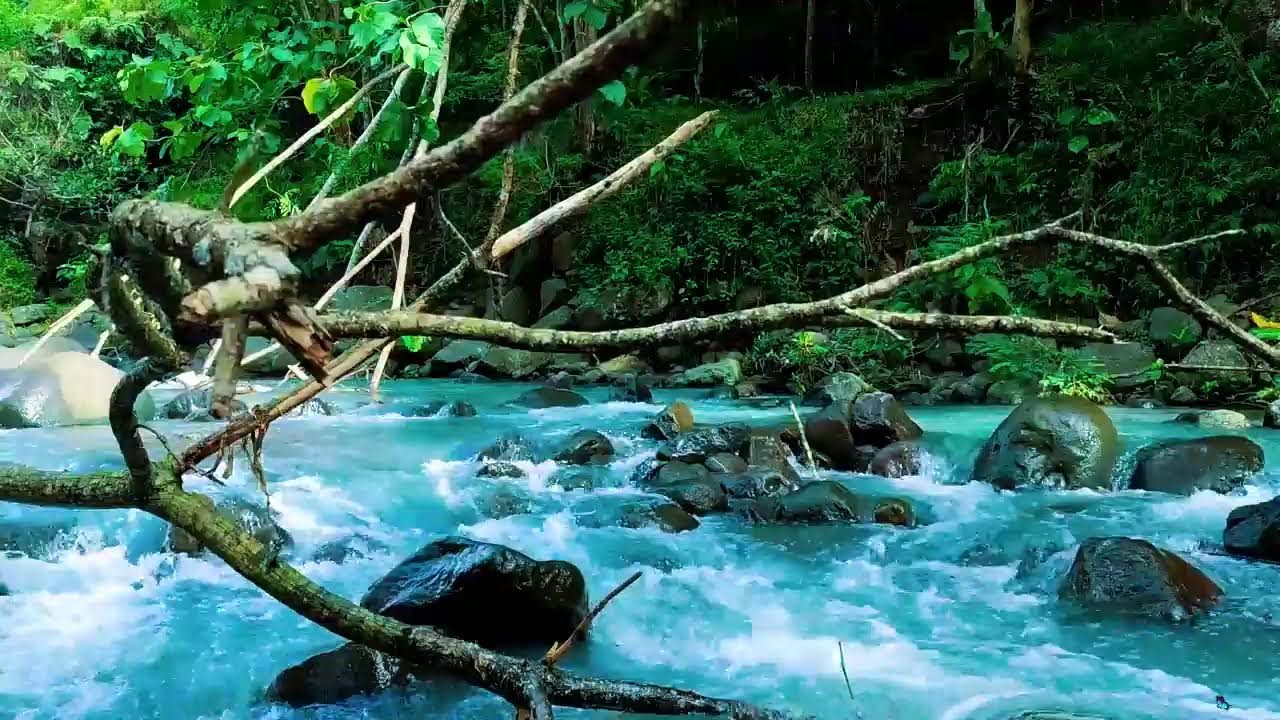 Tranquil River Sounds & Cozy Ambience for Relax and Stress Relief