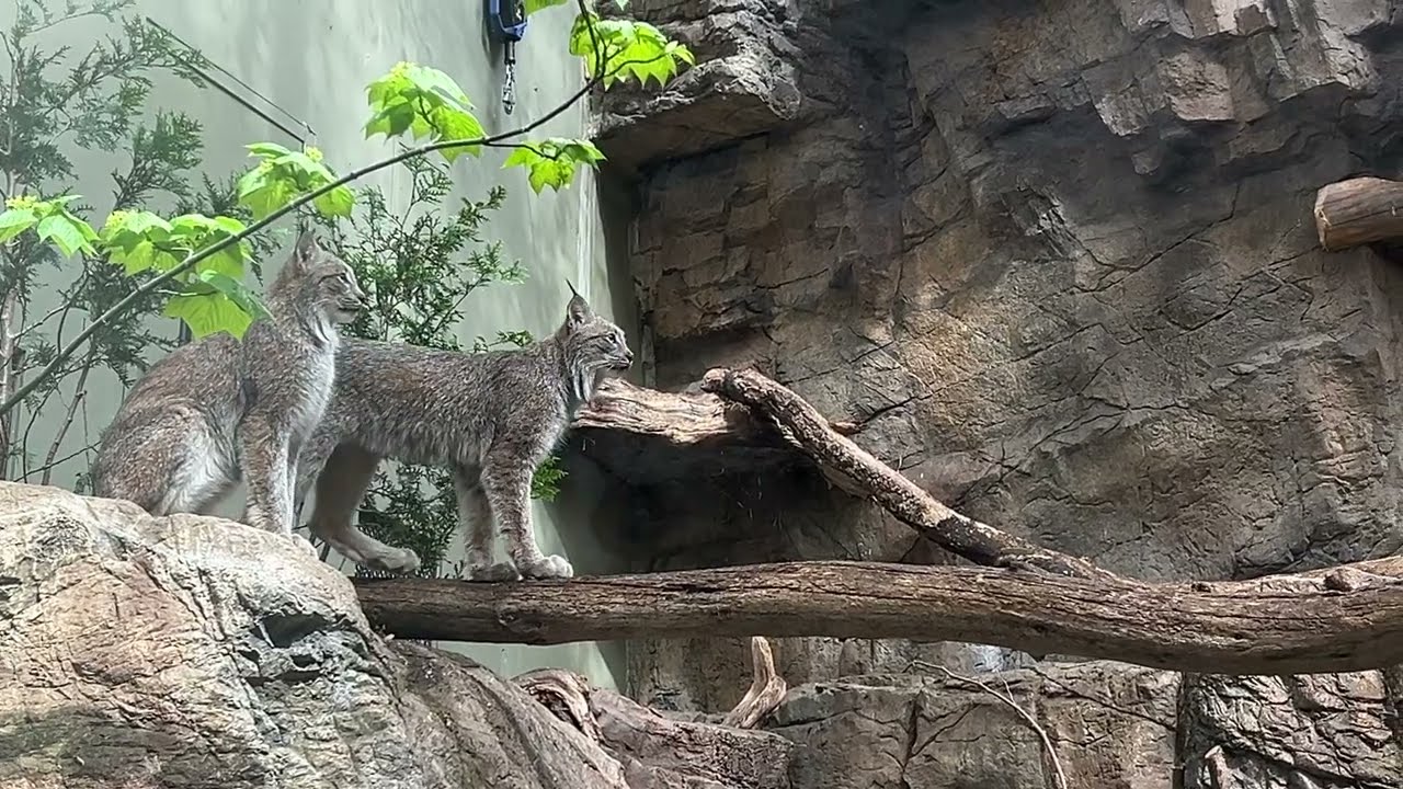 Lynx Buddies