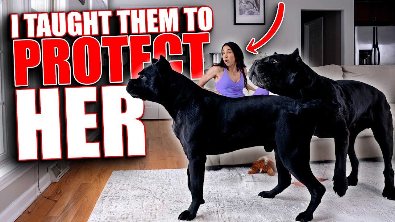 Я научил своих кане корсо защищать мою жену.