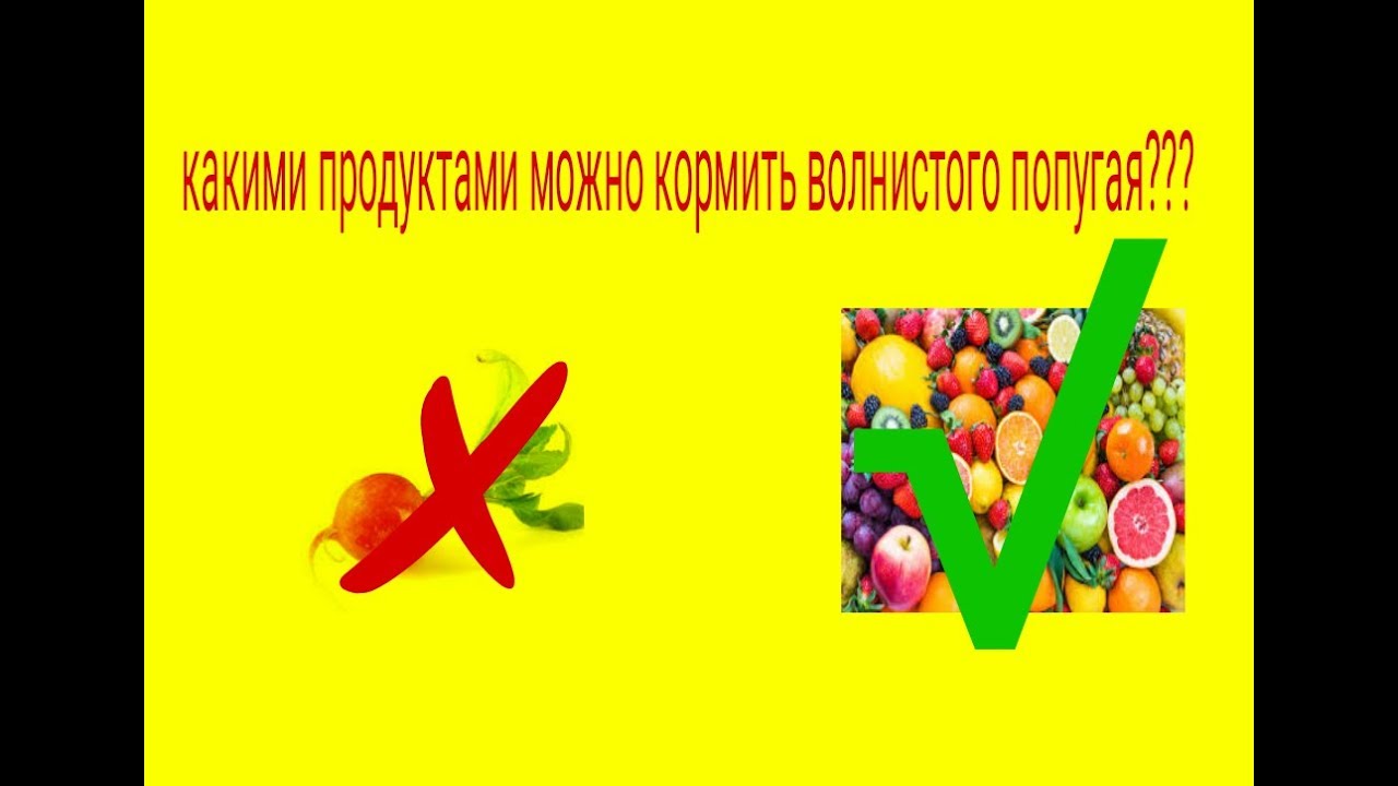Что можно давать Волнистому попугаю?