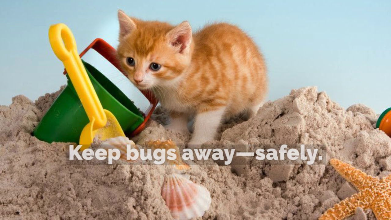 City Dogs - Summer Pet Care Tips