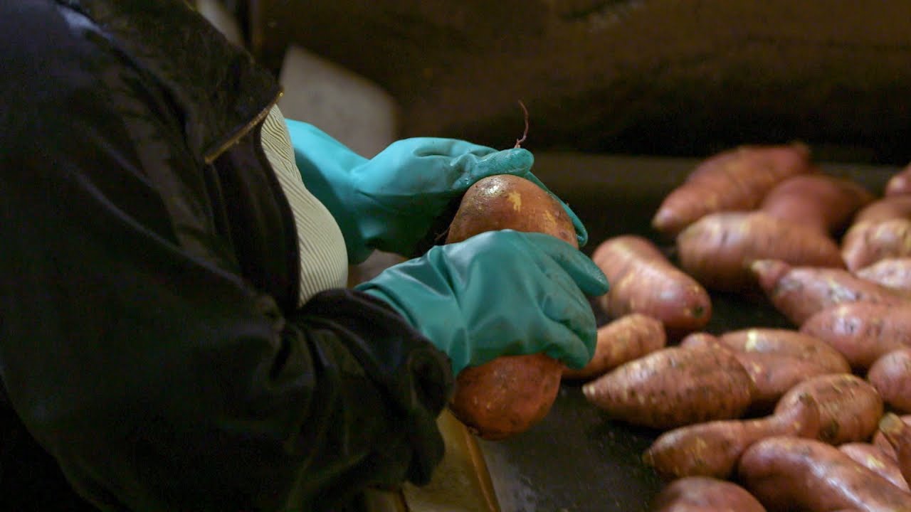 Shipping Sweet Potatoes is No 'Small Fry' Operation