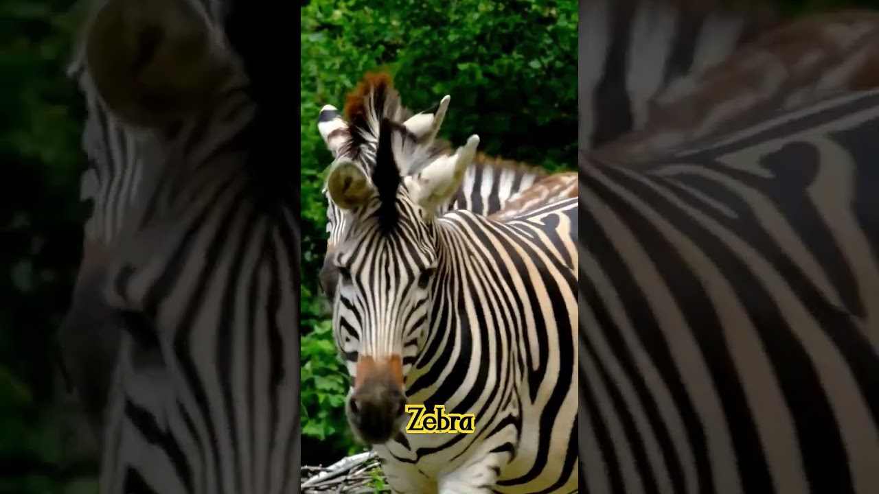 zebra 