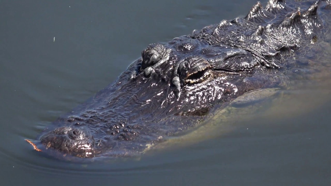 Amazing Wildlife Green Cay  & Wakodahatchee Wetlands Florida 4K Sony FDR AX53