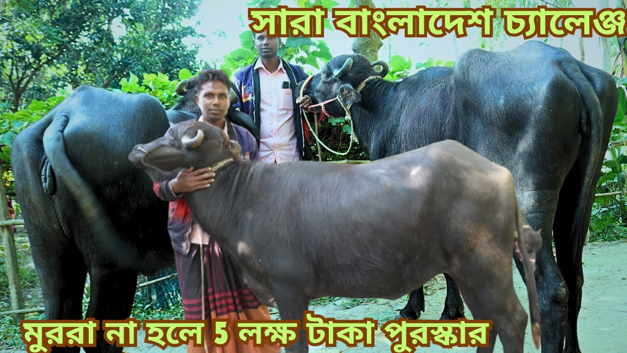 বাংলাদেশ চ্যালেঞ্জ করলেন কনক ভাই ১০০% মুররা না হলে ৫ লক্ষ টাকা পুরস্কার | ইন্ডিয়ান বর্ডার ক্রস বকনা
