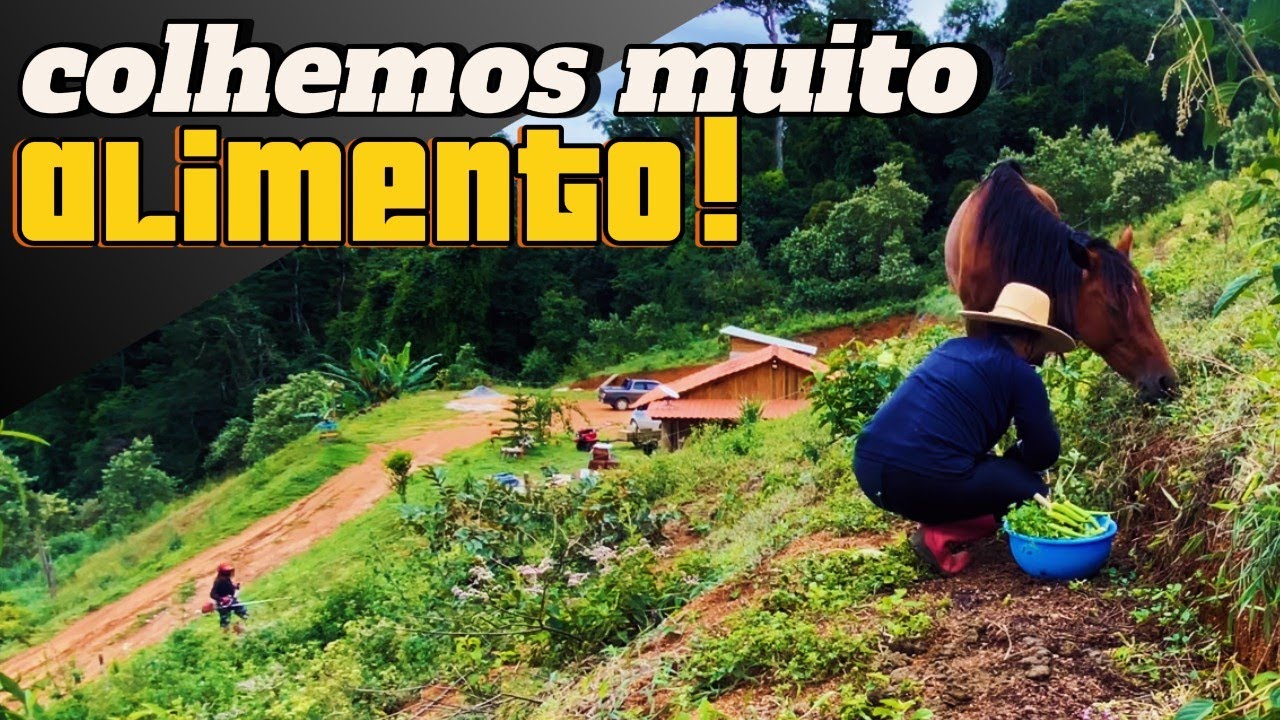 Horta farta! Colhendo nossa comida e cuidando do sítio!