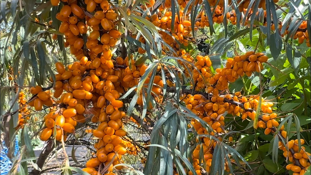 Botanica, The Best Seaberry Variety, Sea Buckthorn in Pacific Northwest