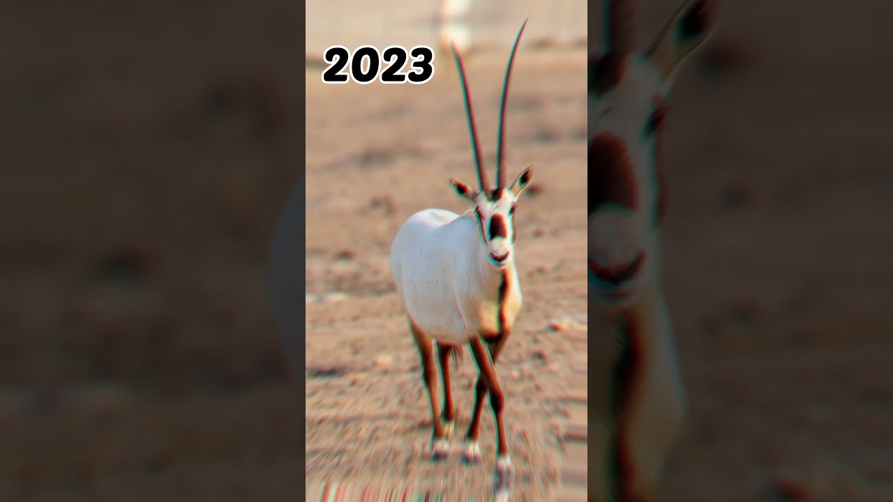 2023 oryx and 5000 bce oryx | Animal Evolution World | 
