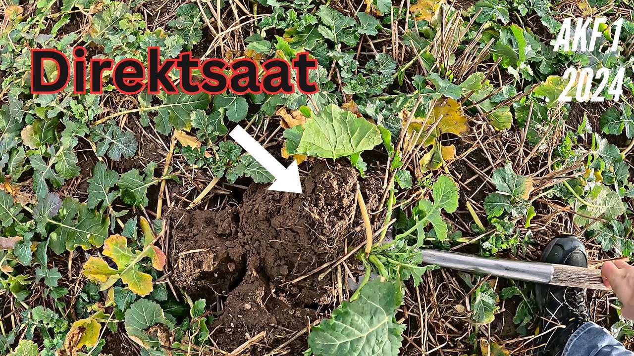 AKF №1 2024 Насколько хорош рапс, применяемый при нулевой обработке почвы?