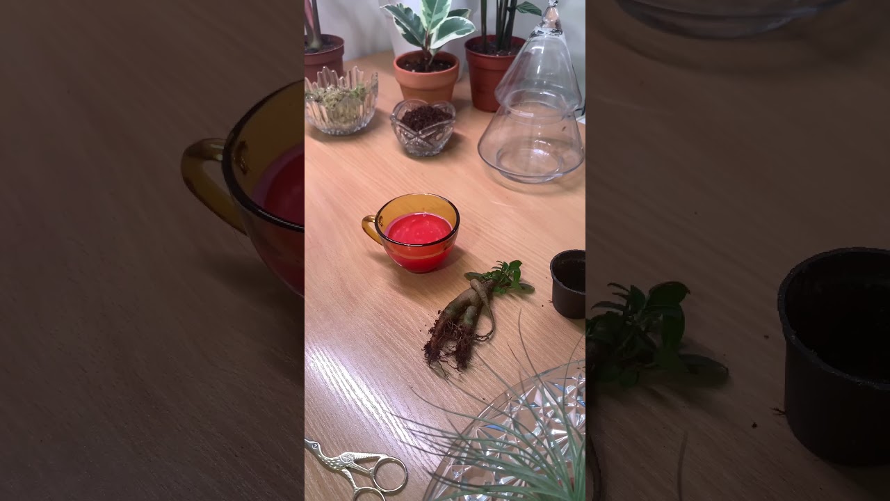 Корень Мандрагоры или Фикус? 🪴 Часть 1. Пересадка #пересадка #растения #гаррипоттер