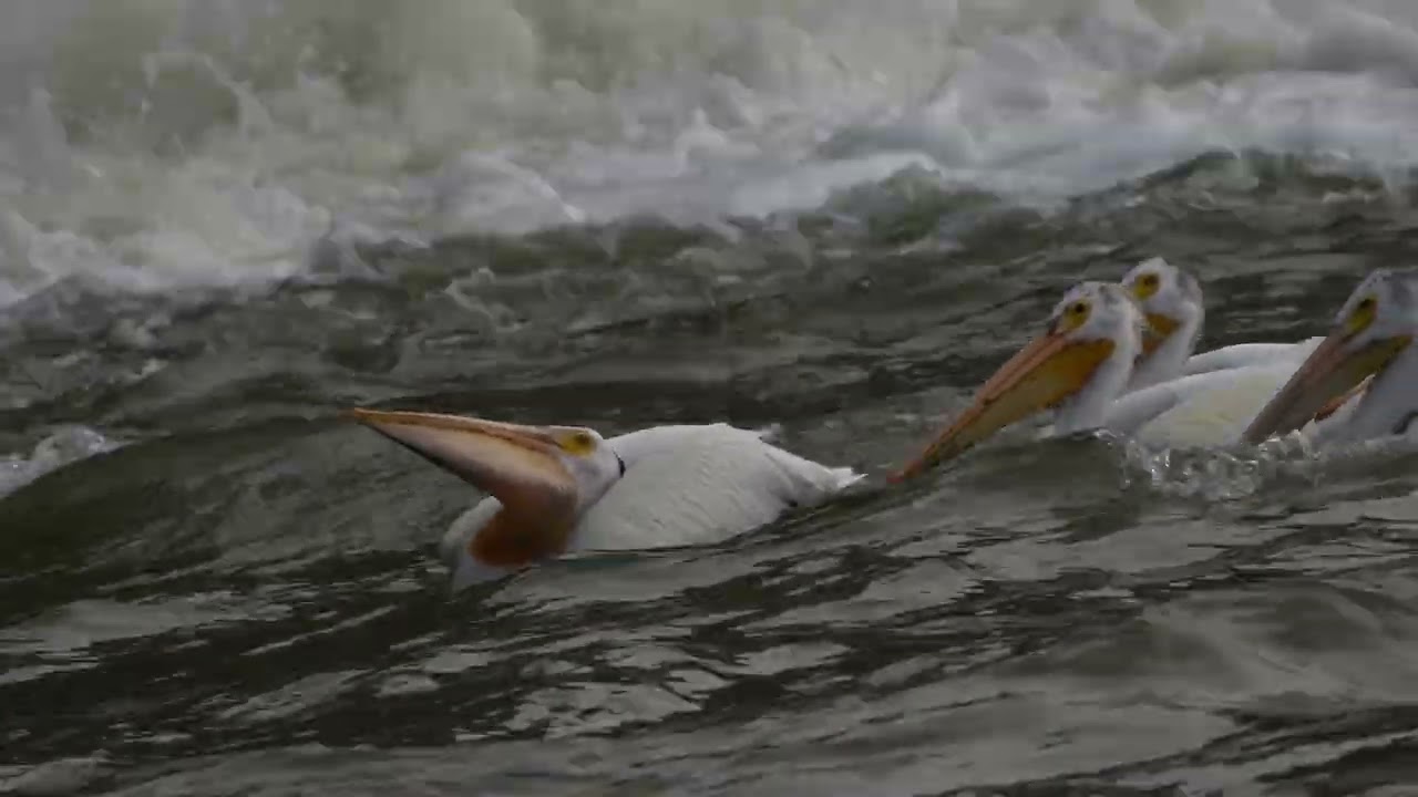 Пеликаны Канады