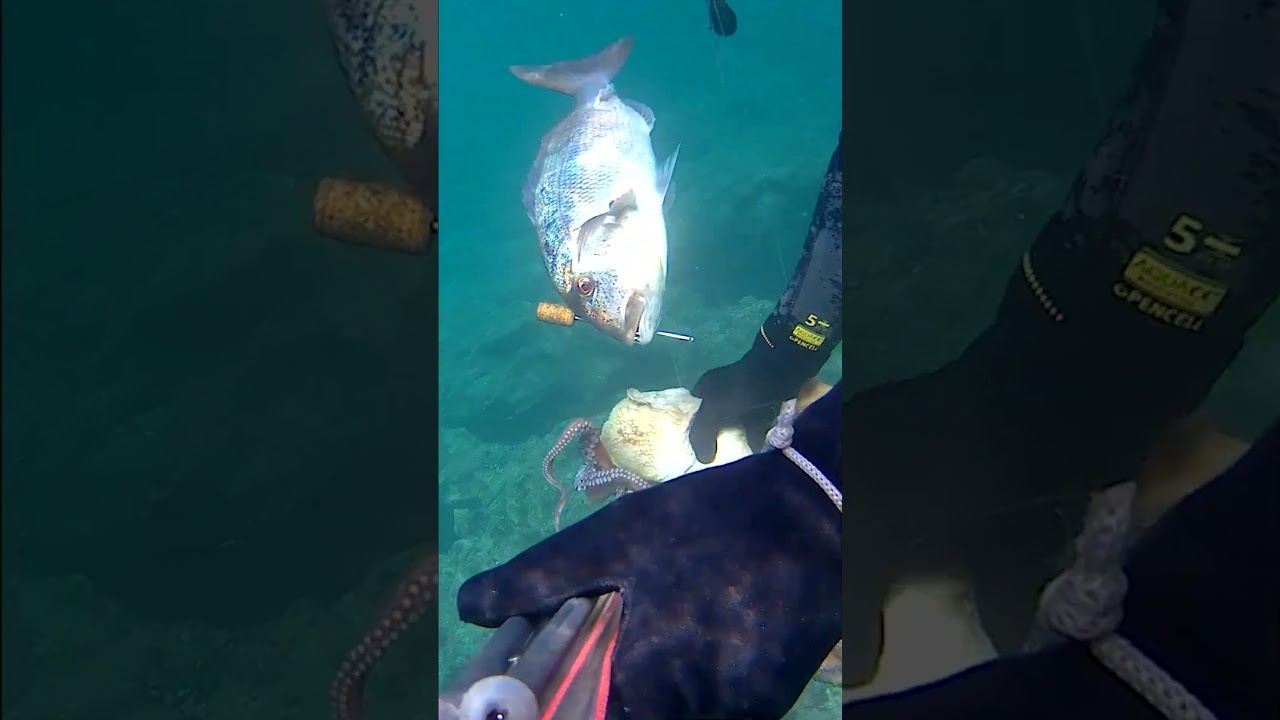 UN BUEN DIA DE PESCA SUBMARINA UN DENTON Y DOS PULPOS DIAS INOLVIDABLES