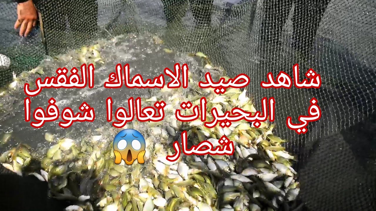 تربيه اسماك (الفقس) في البحيرات و كيف يتم اصطياد سمك الفقس😱
