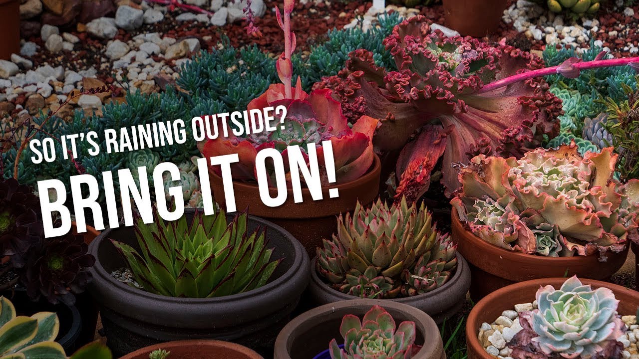 My succulents are wet from the rain since last week but I don't care, here's why!