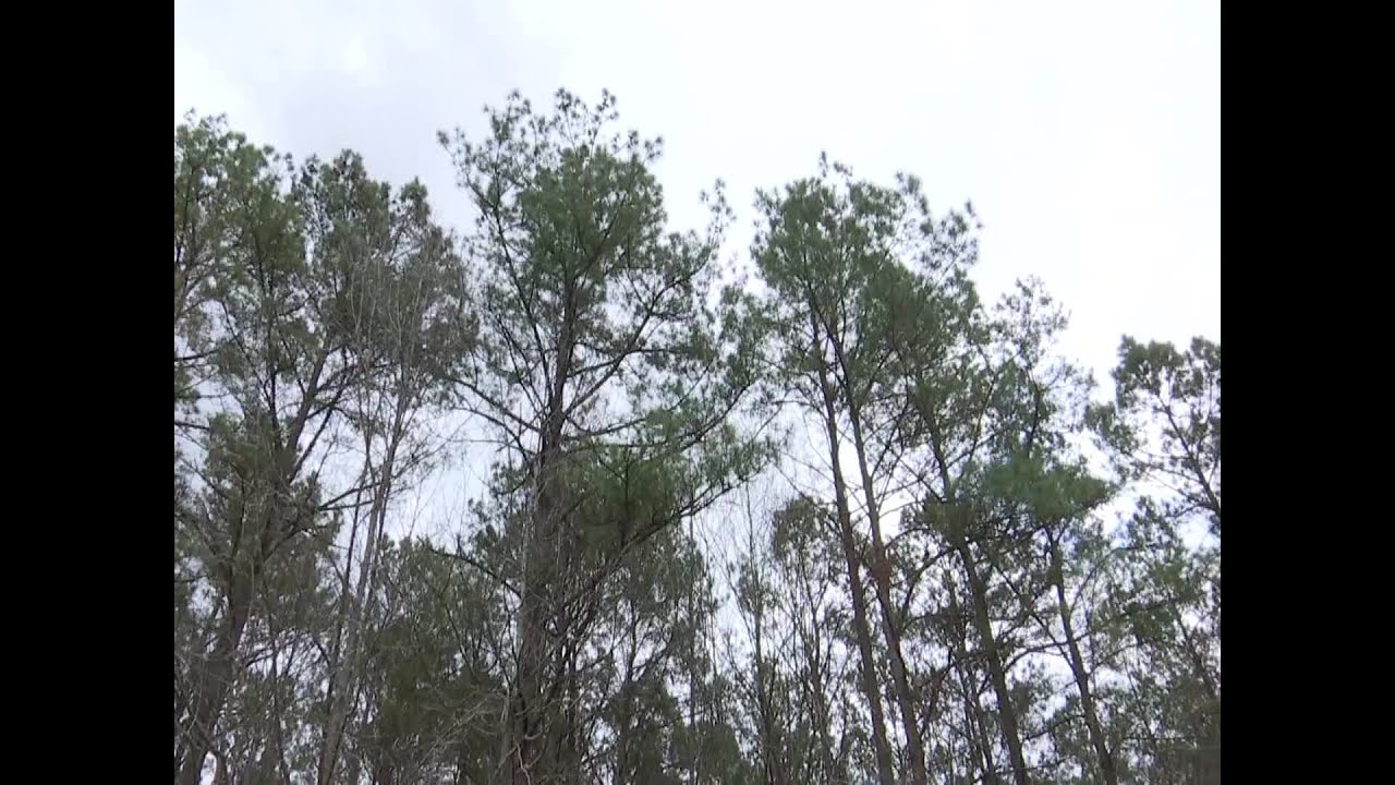 Some concerned with Ridgeville development plan