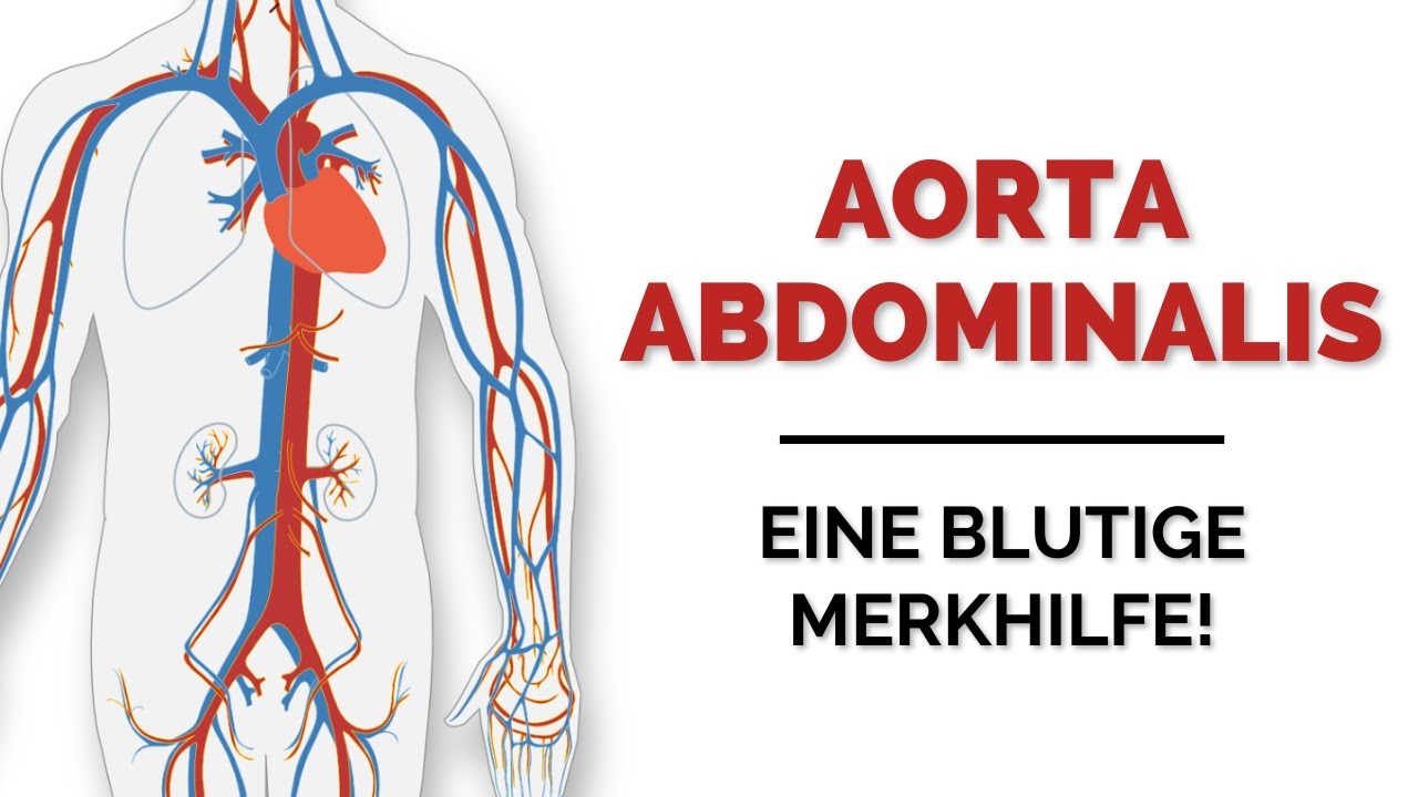 Alle Abgänge der Aorta abdominalis lernen: Merke dir die Äste langfristig! -  Easy Anatomie lernen!