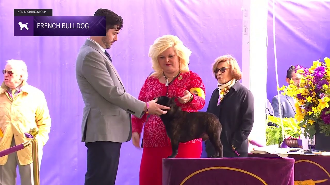 French Bulldogs | Breed Judging 2024