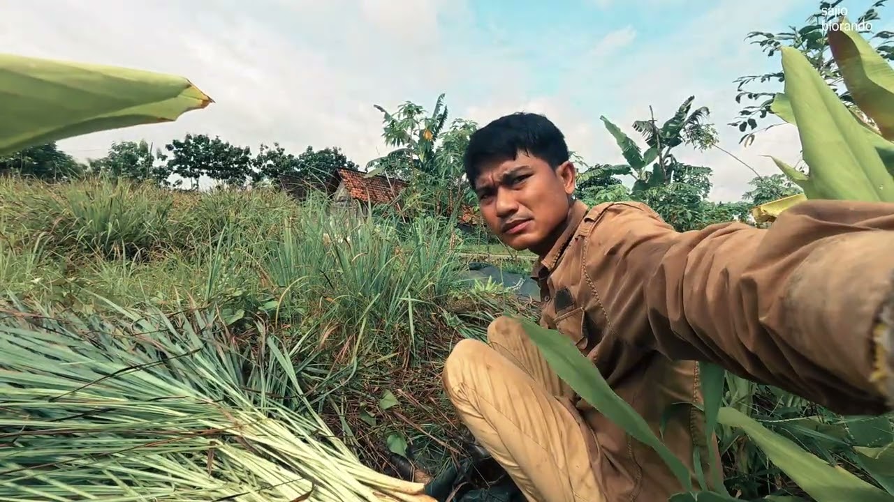 Petani Serai : Panen 1Kg Laku Rp.2.000,-