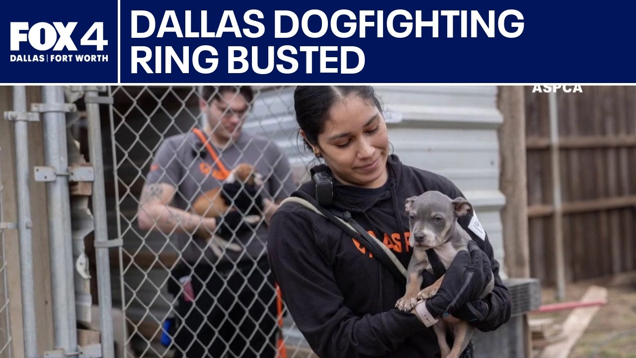 Dallas dogfighting bust leads to 200+ rescues