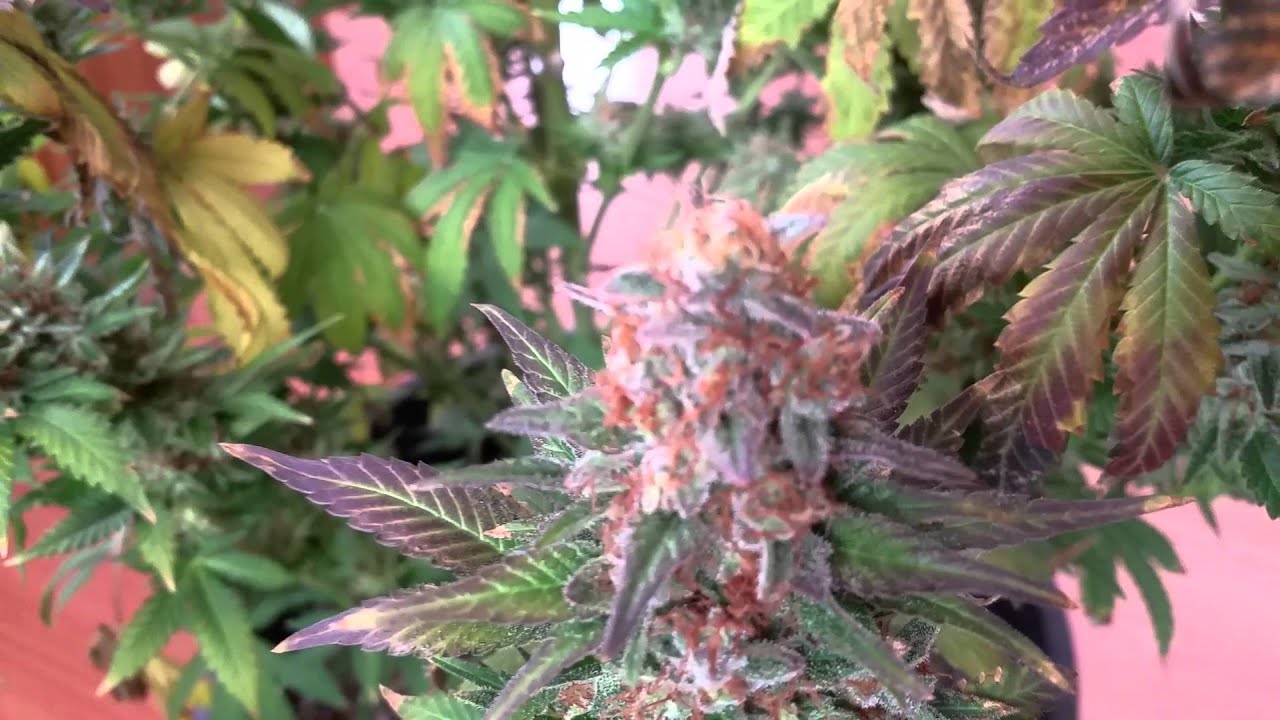 cream of the crop purple paralysis flowering week 10 harvest time. 100% organic