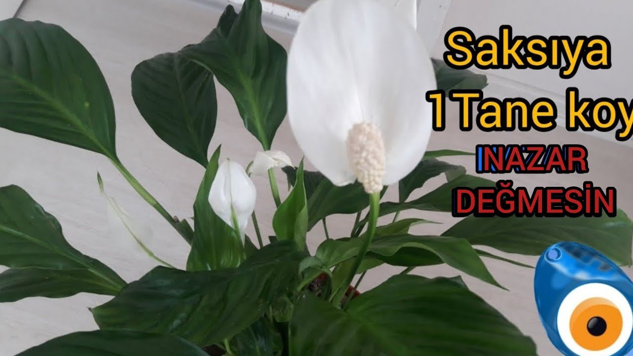 Saksının dibine bir tane koy nazar değmesin -Barış (yelken) çiçeğine ayda bir ver çiçekleri coşsun-