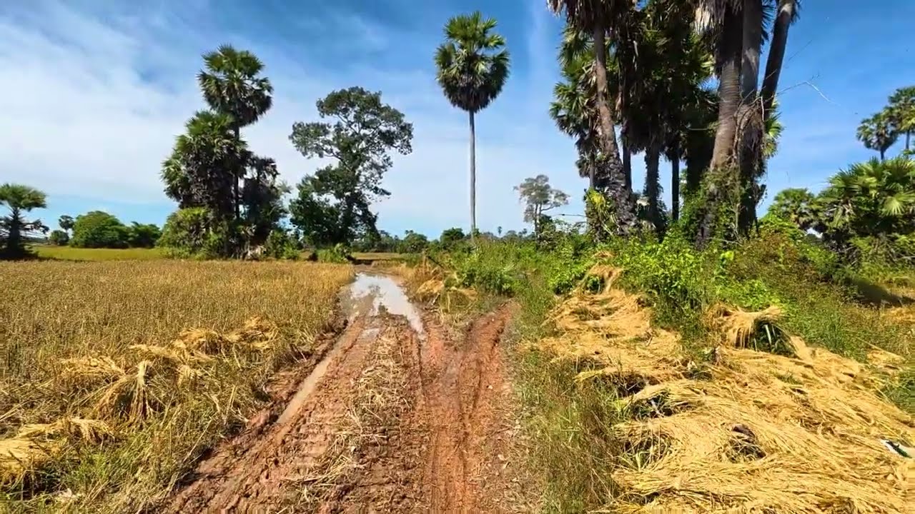 Calming Countryside View ASMR for Relaxation & Stress Relief