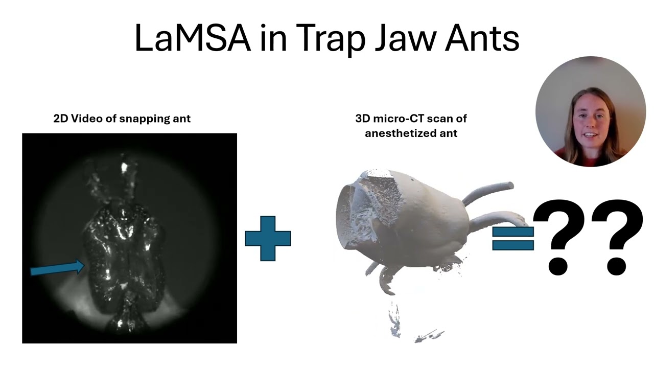 Ultra-high speed 3D video of Snapping Trap-jaw Ants