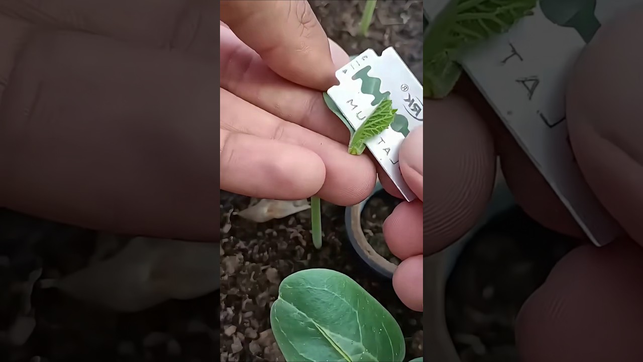 How Plants Heal After Cutting | Plant Science Explained