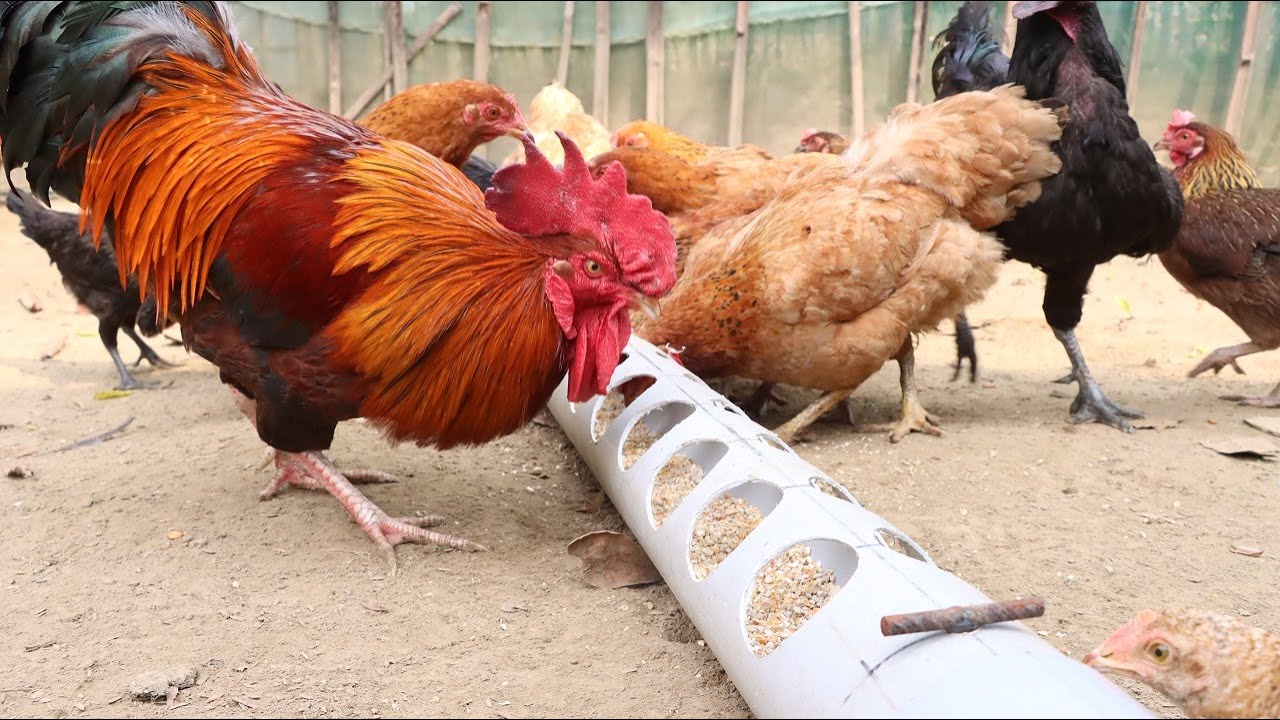 Best out of Waste. Make an Easy PVC Chicken Feeder at Home.  |DIY|