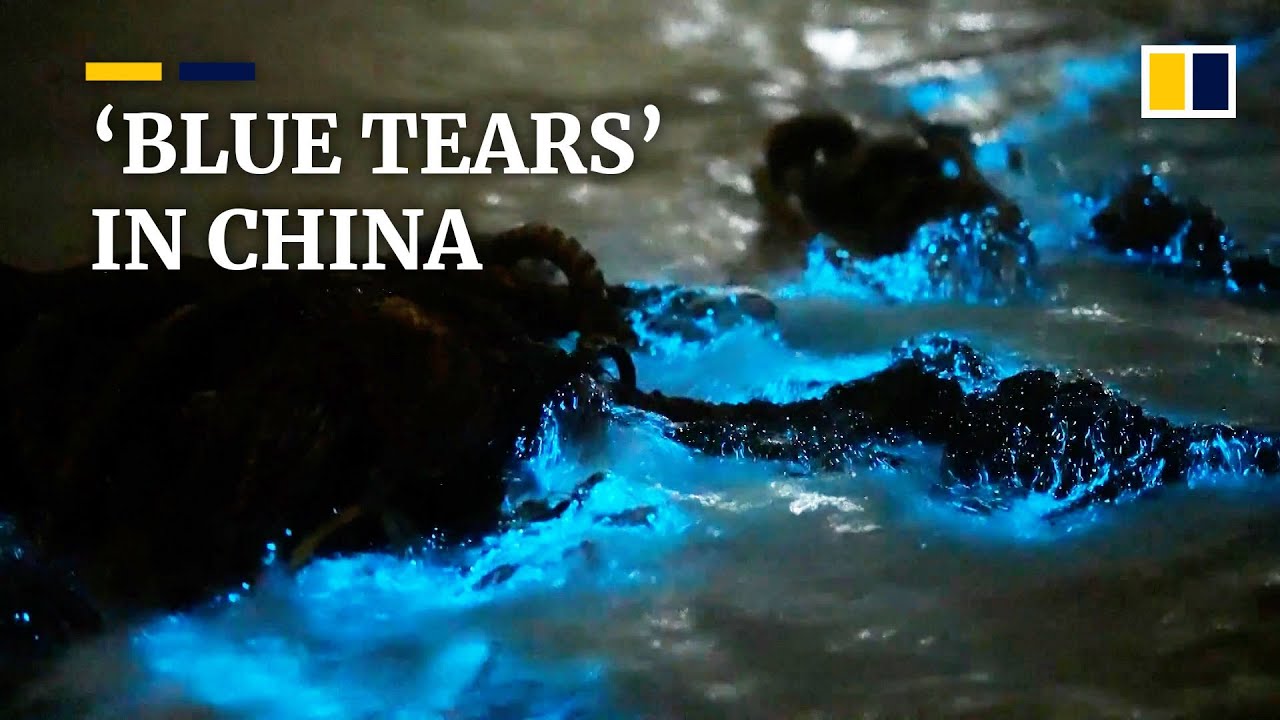 China’s luminous ‘blue tears’ are actually a tip-off to unhealthy oceans