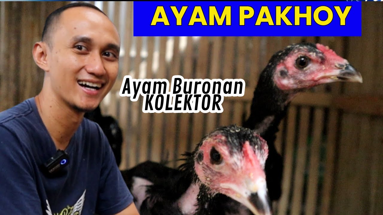 Pelihara Ayam yang paling dicari saat ini | Ayam Pakhoy