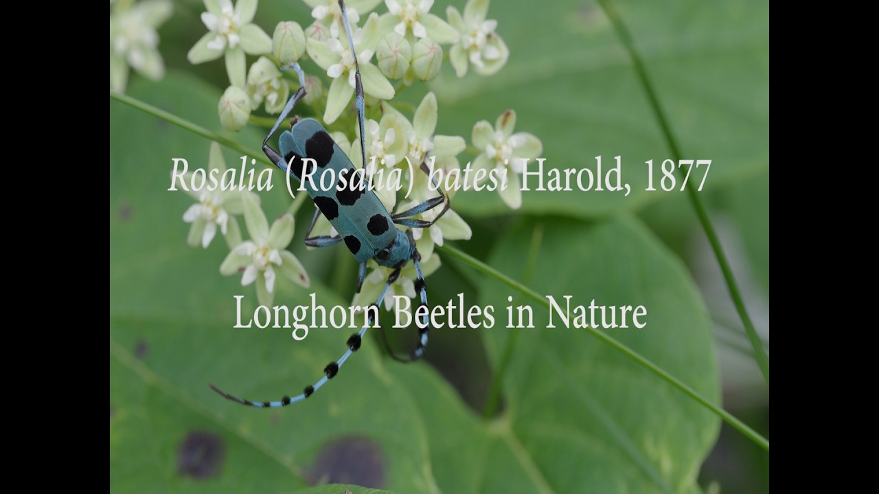 ルリボシカミキリ/ Rosalia (Rosalia) batesi Harold, 1877
