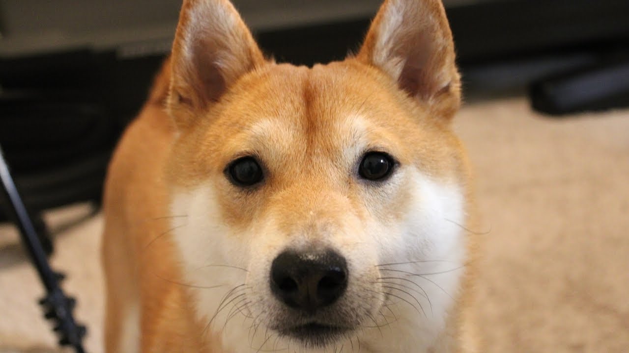 A Day in Life of a Happy Dog | Super Shiba