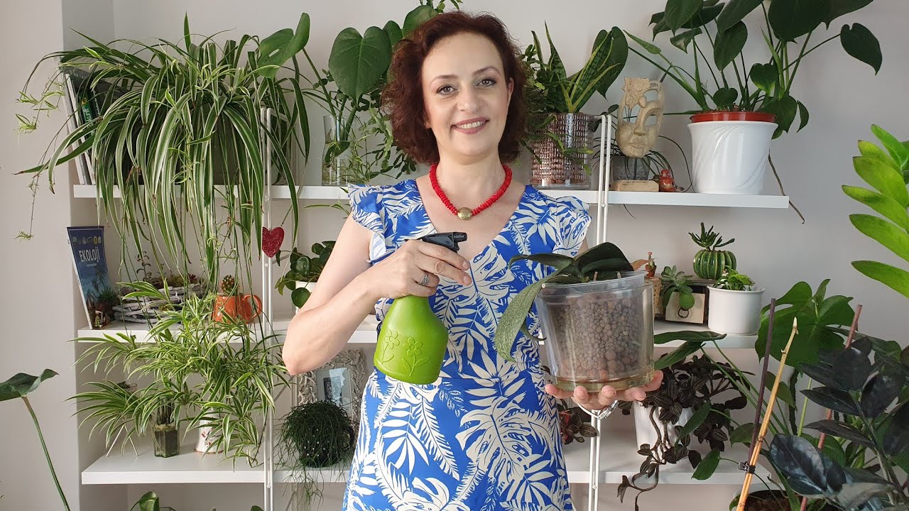 Orkide Nasıl Sulanır? | (Kil Bilyeli Bitki Sulaması)