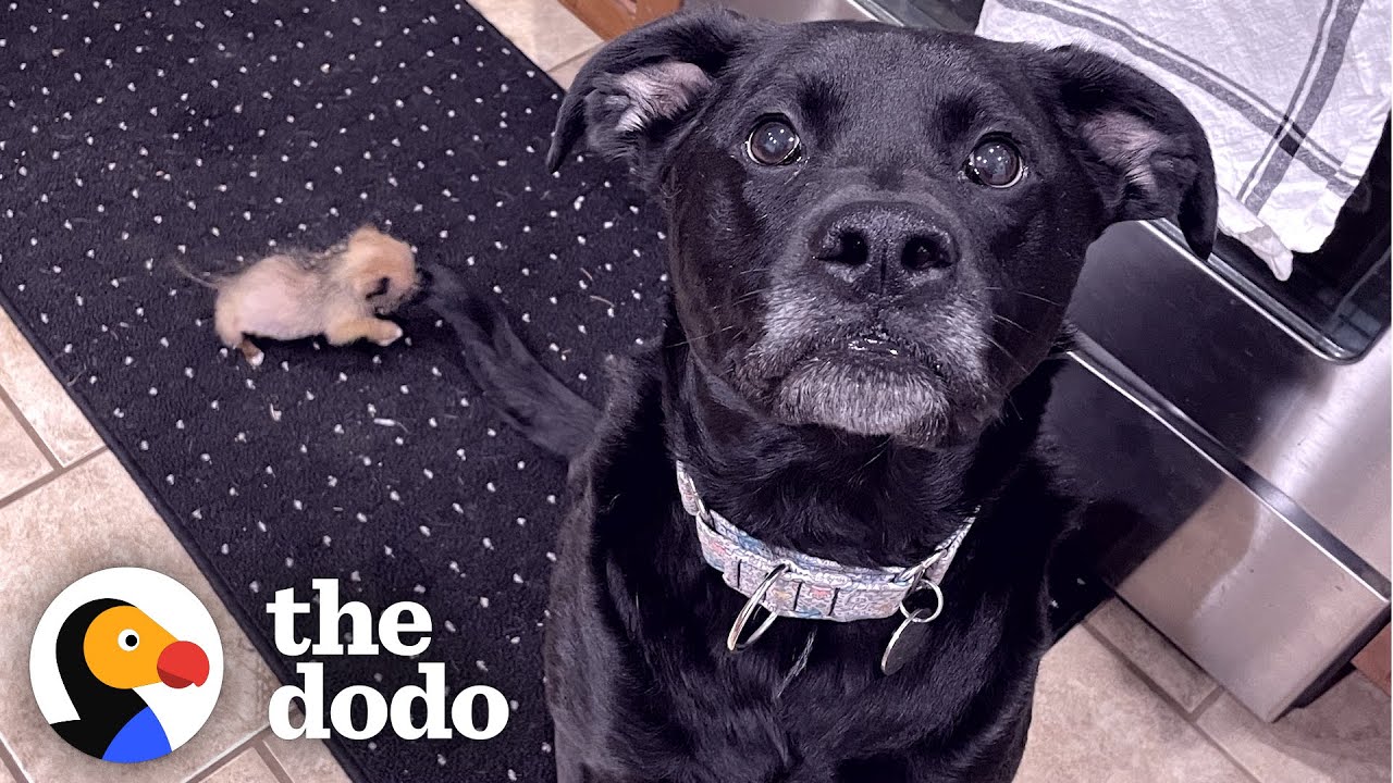 10-Ounce Puppy Terrifies 75-Pound Boxer | The Dodo Little But Fierce