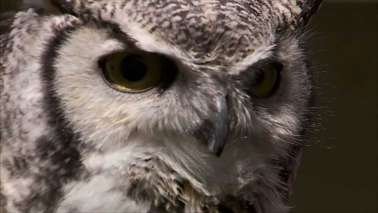 Montana Raptor Conservation Center