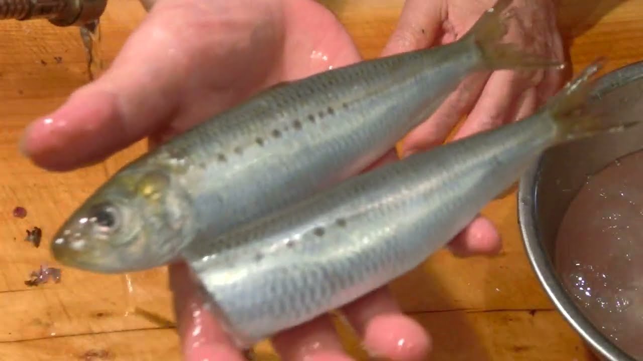 真鰯の刺身・・・・《真鰯刺身（リハビリ編)》