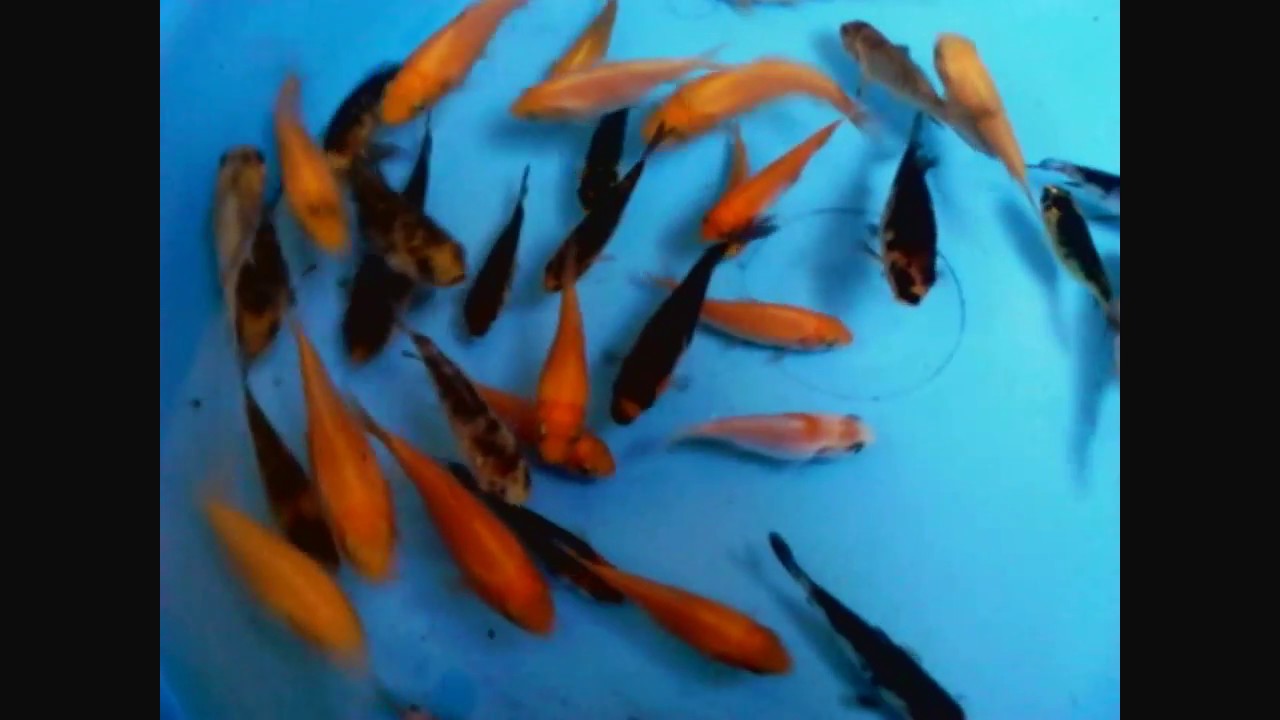 Cria de peces Koi en venta//Mundo Koi