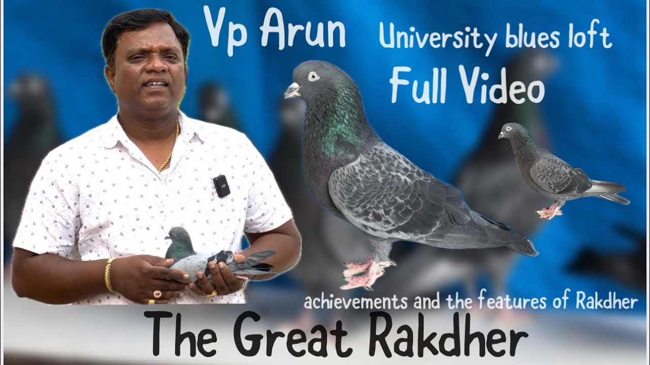 The Great Rakdher  , achievements and features of Rakdher ￼& Top qulaty Collection Tumbler pigeons