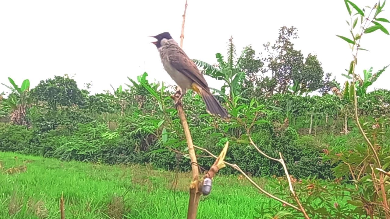 pikat burung kutilang manggil suara keras!! ngotot dapat muda hutan...