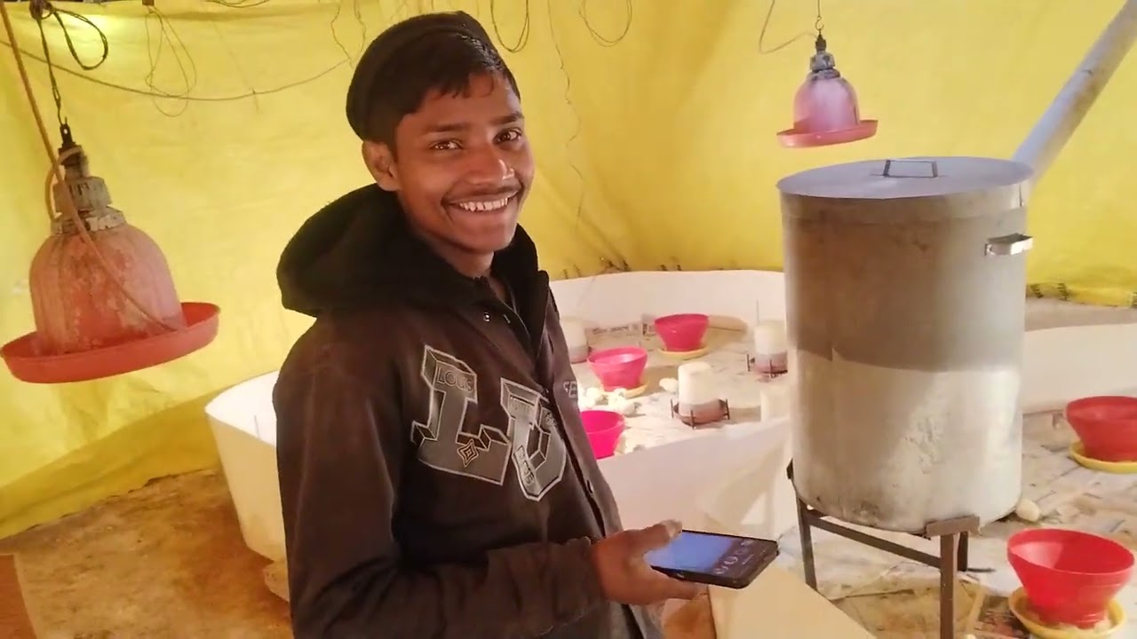 Chicks Brooding.kya bat hai