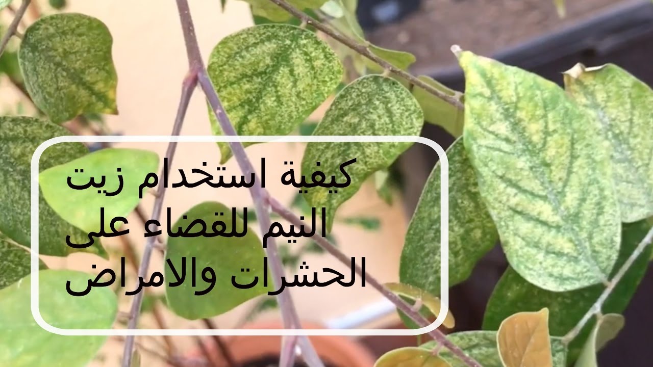 طريقة القضاء على حشرات وأمراض النباتات بزيت النيم النقي