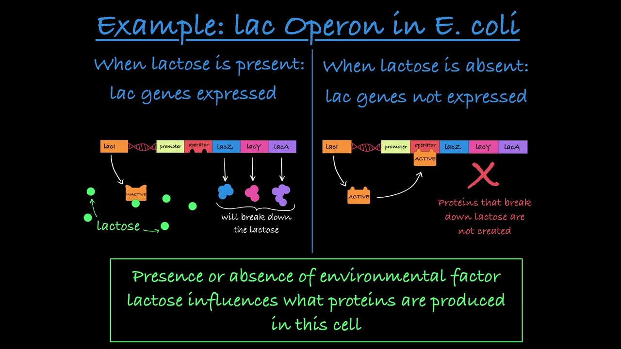 Environment Impacting Phenotype Explained: with 2 Examples