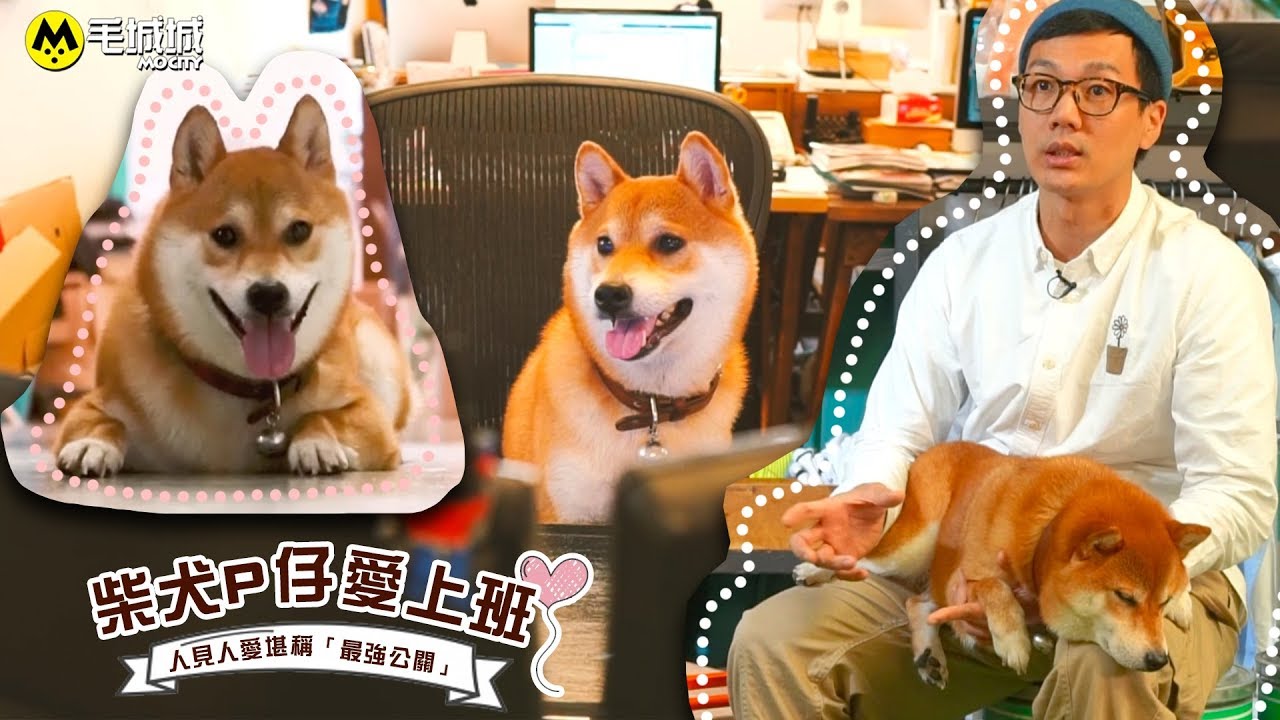 【寵物辦公室】柴犬P仔愛上班  人見人愛堪稱「最強公關」｜ 狗店長 帶狗上班 ad-lib 本土時裝品牌｜毛城城 MoCityHK