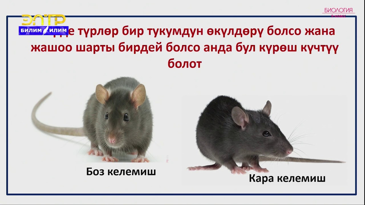 9-класс | Биология | Табигый тандоо-түрлөрдүн эволюциясынын негизги кыймылдаткыч күчү