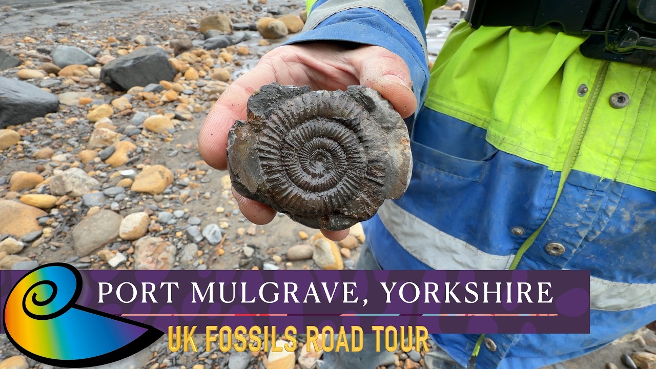 Fossil Hunting at Port Mulgrave, Yorkshire | UK Fossils Road Tour