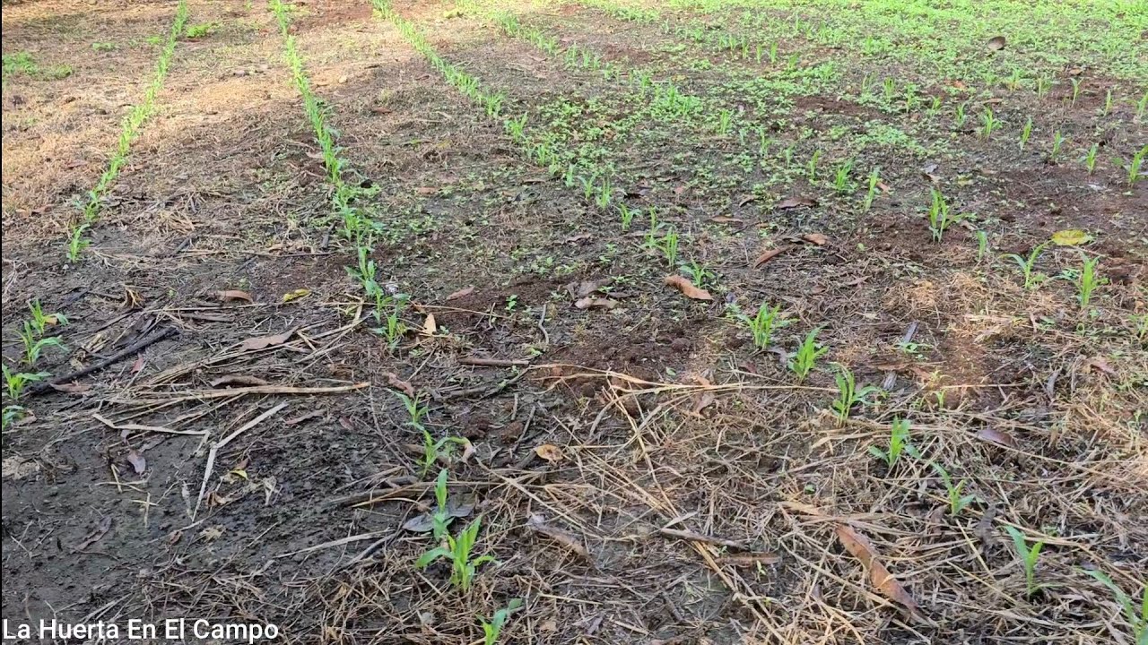ASOMBROSO Cultivo de Maíz 🌽 como sembrar un cultivo de maíz paso a paso.