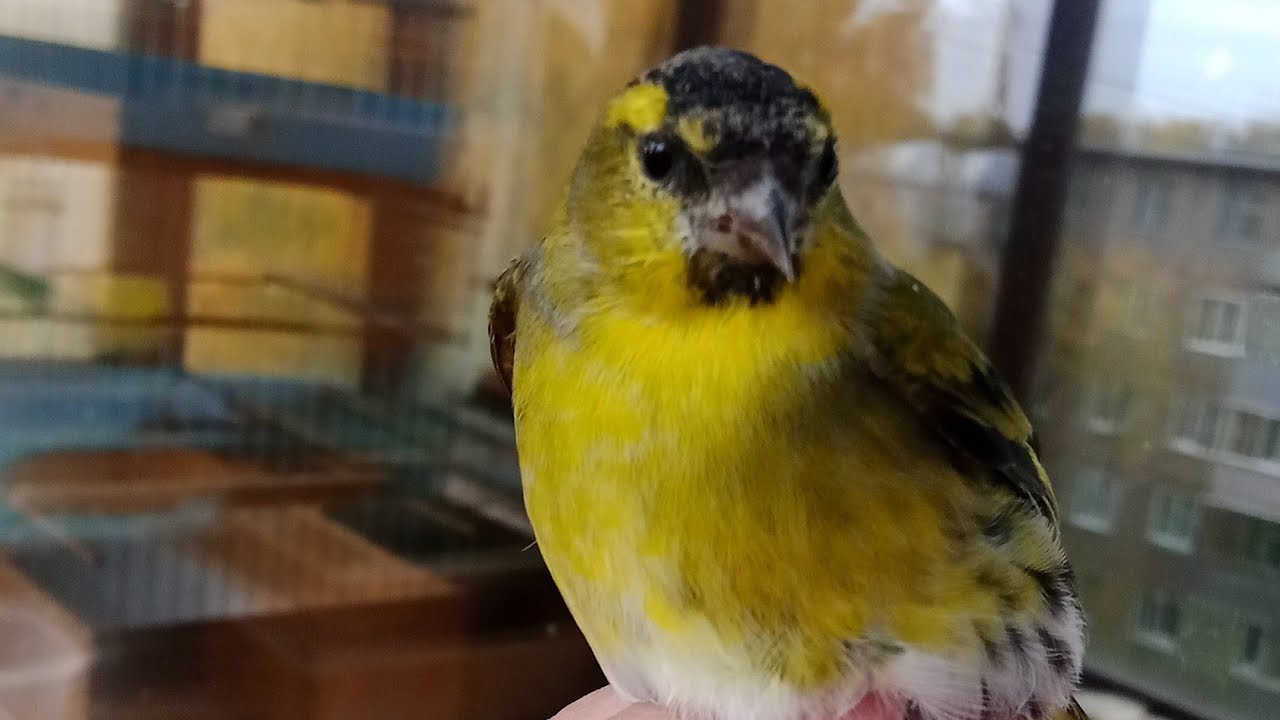 Песня чижа. Только начал распеваться.