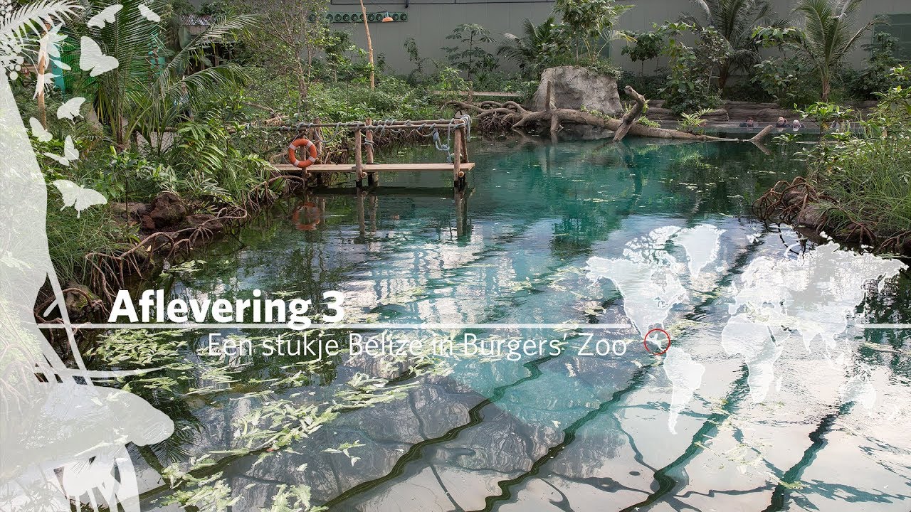 Project Mangrove: Een stukje Belize in Burgers' Zoo Aflevering 3