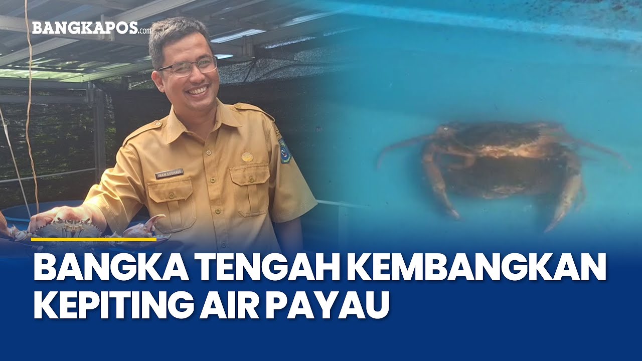 Dinas Perikanan Bangka Tengah Gandeng IPB Kembangkan Budidaya Kepiting Air Payau